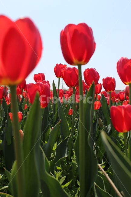 튤립,꽃,정물,화사,접사,봄,계절,spring,season,식물,자연,plants,nature,꽃,flower,plant,blossom