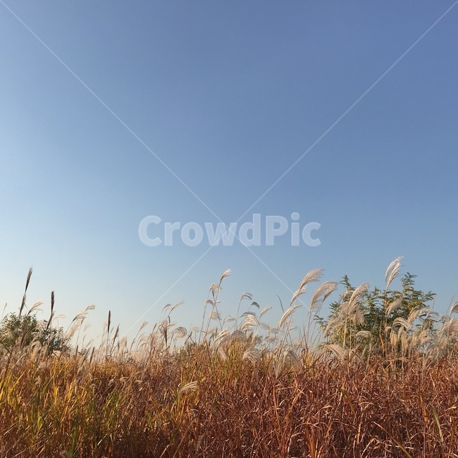 갈대,가을,한강,자연,하늘,풍경,fall,계절,감성사진,감성