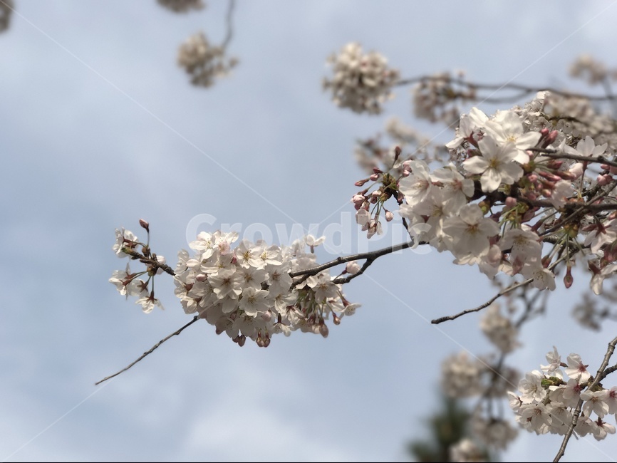 봄,벚꽃,벚나무,사쿠라,하늘,봄,계절,spring,season,식물,자연,plants,nature,꽃,flower,plant,blossom