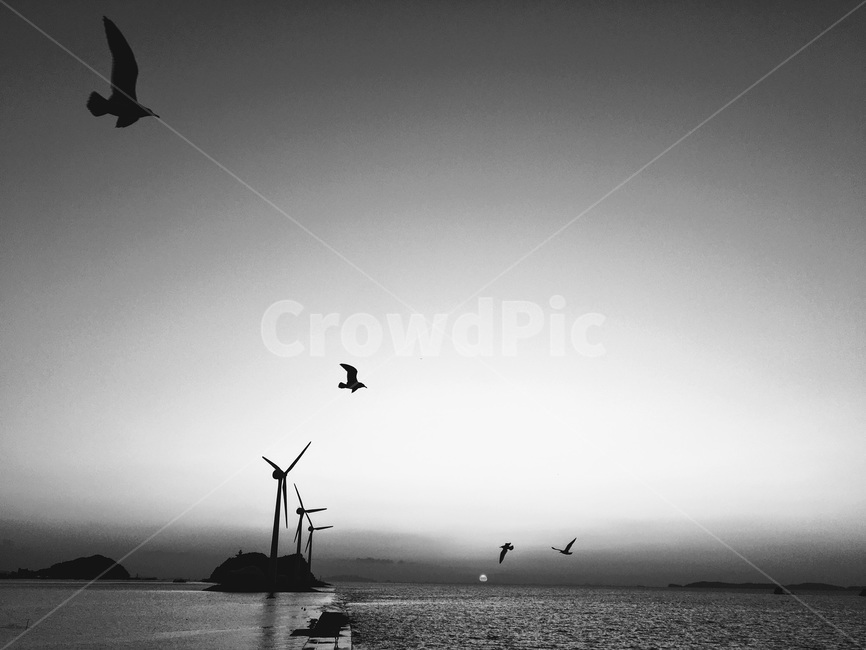 bird,새,과거,회상,바다,흑백,모노톤,monochrome,black and white