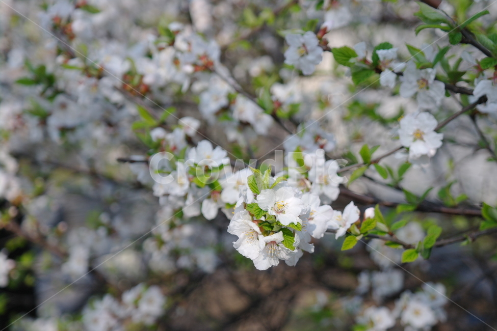 봄,자연,꽃,cherryblossoms,벚꽃