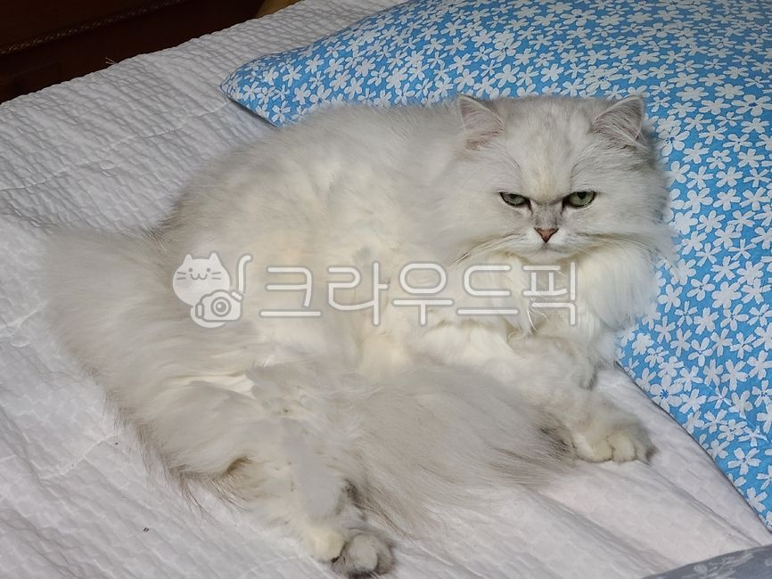 고양이,페르시안고양이,cat,반려동물,pet,persiancat,persian,포유류,애완동물,mammal,animal,동물