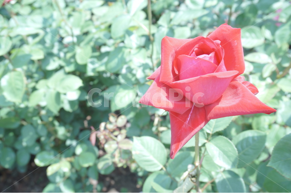 꽃,한송이,장미,장미한송이,붉은꽃,식물,자연,plants,nature,꽃,flower,감성,sensible,feeling