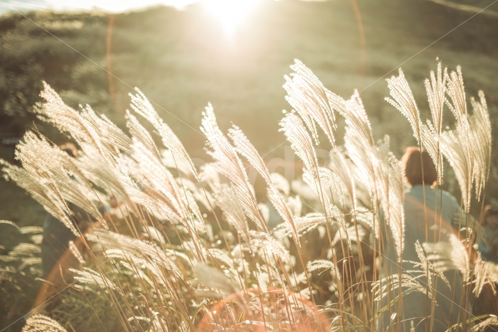 억세,가을,억새,갈대,황매산,가을,계절,fall,autumn,season,식물,자연,plants,nature,휴식,힐링,rest,relaxation,healing,grass,잔디,plant