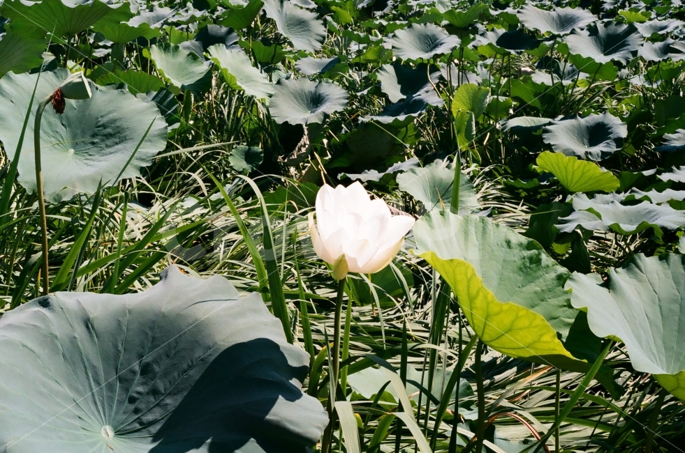 연꽃,꽃,조명,감성,한송이,식물,자연,plants,nature,꽃,flower,감성,sensible,feeling