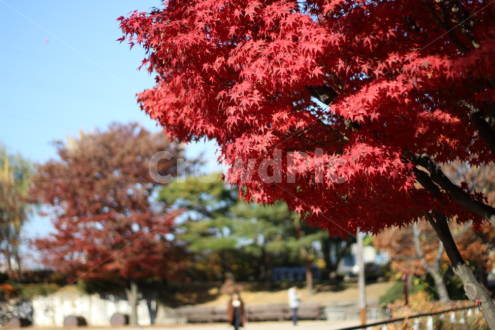 가을,풍경,감성,단풍,단풍나무,가을,계절,fall,autumn,season,tree,나무,plant,식물,maple