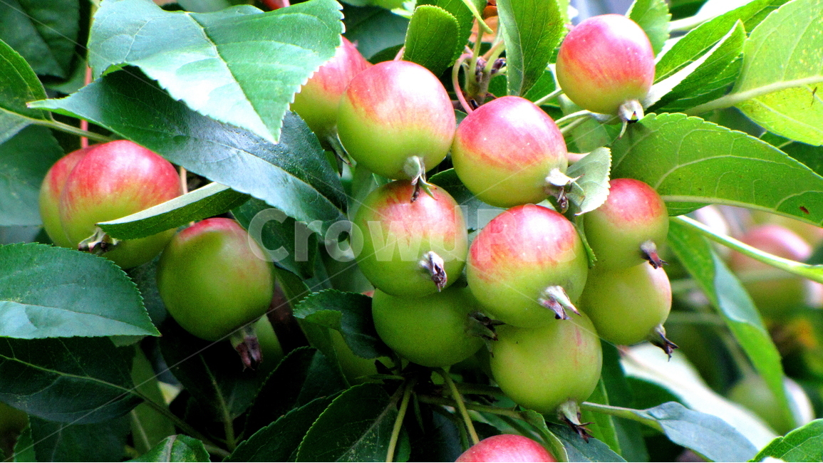 식물,과일,식품,음식,풍경,식물,자연,plants,nature,과일,열매,fruit