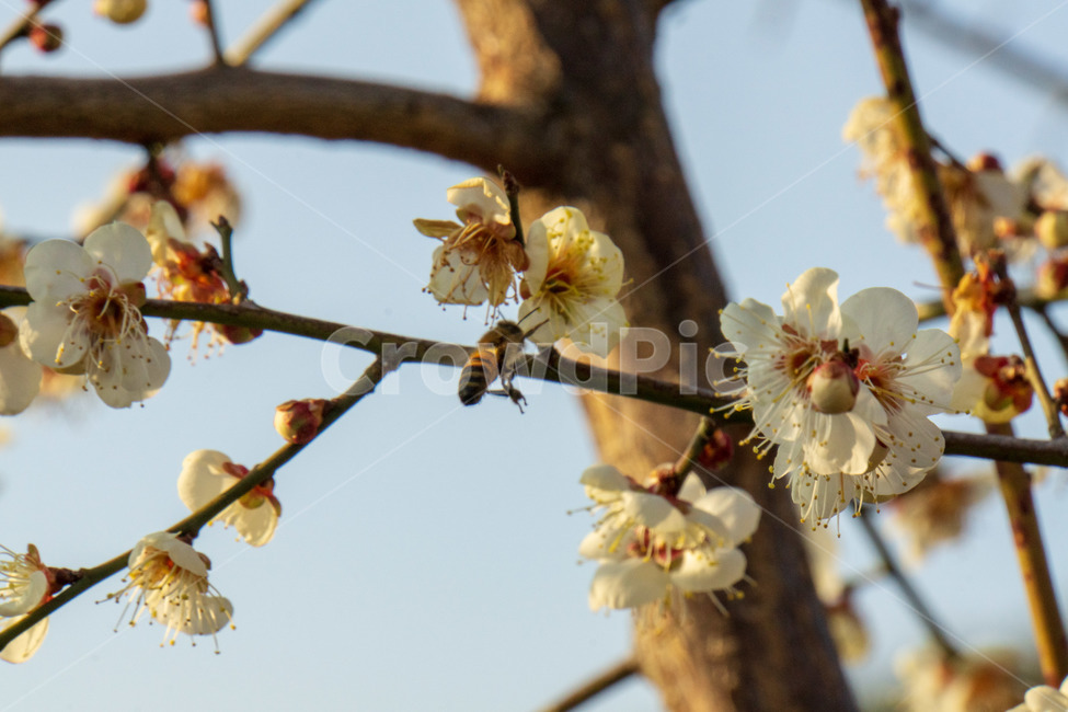 꽃,봄,흰꽃,나무,매화,매화꽃,꿀벌,봄,계절,spring,season,식물,자연,plants,nature,꽃,flower,bee,벌,invertebrate,무척추 동물,animal,동물,insect,곤충,plant
