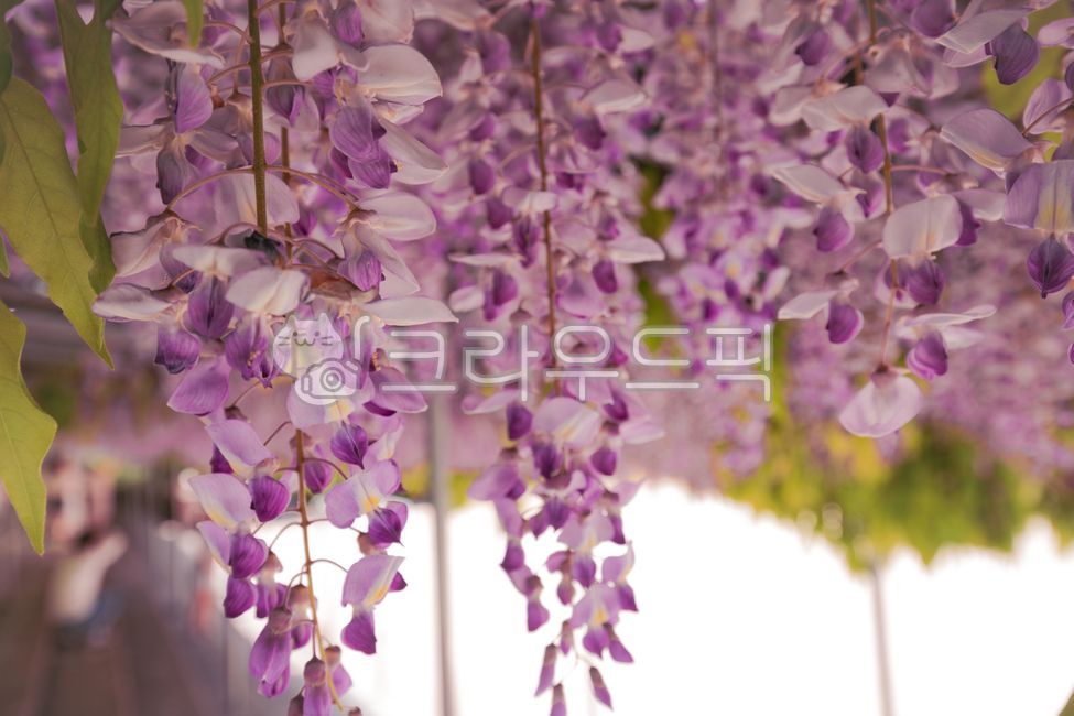 purple flower,rattan,purple,Rattan bench,wisteria flower,flower