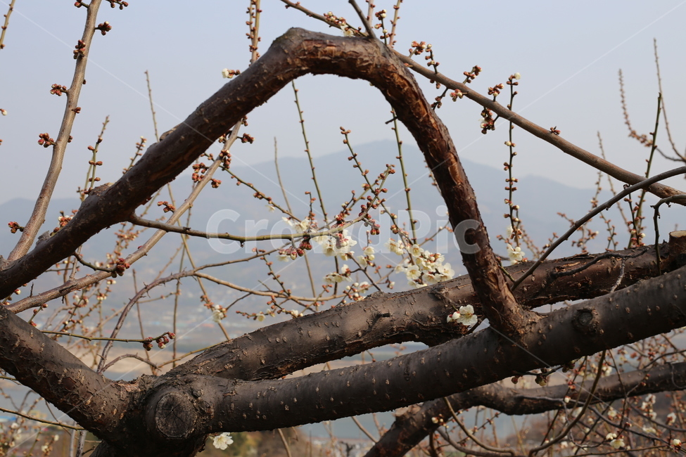 매화,봄,식물,꽃,봄꽃,봄,계절,spring,season,식물,자연,plants,nature,꽃,flower