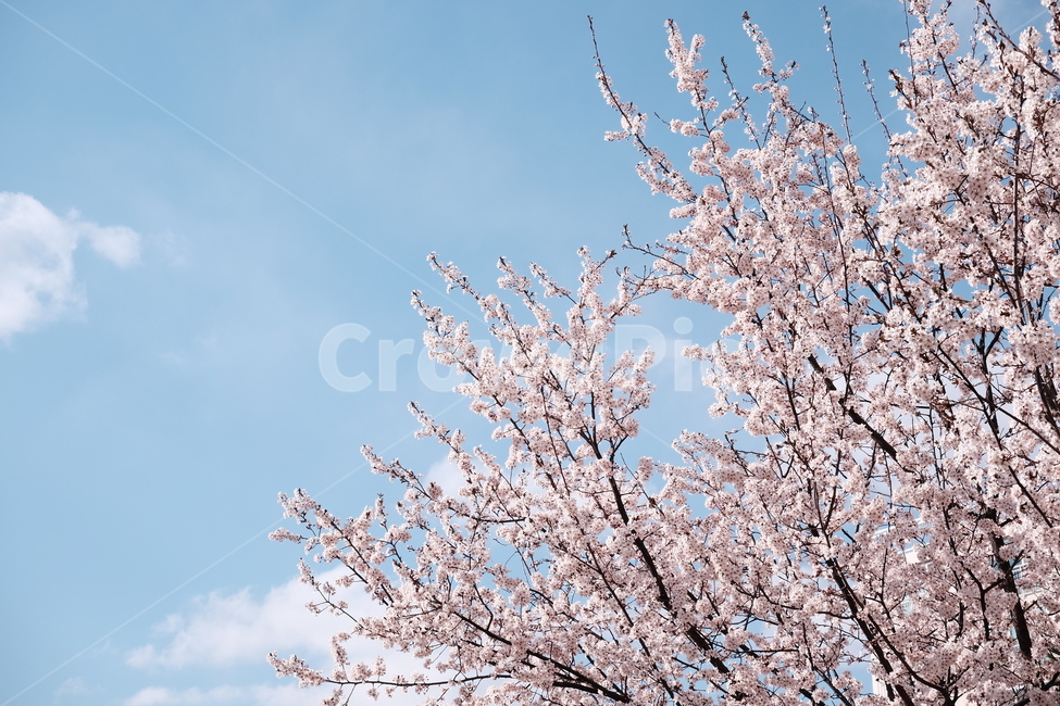 벚꽃,봄꽃,cherryblossom,flower,spring,봄하늘,하늘,봄,계절,spring,season,식물,자연,plants,nature,꽃,flower,plant,blossom