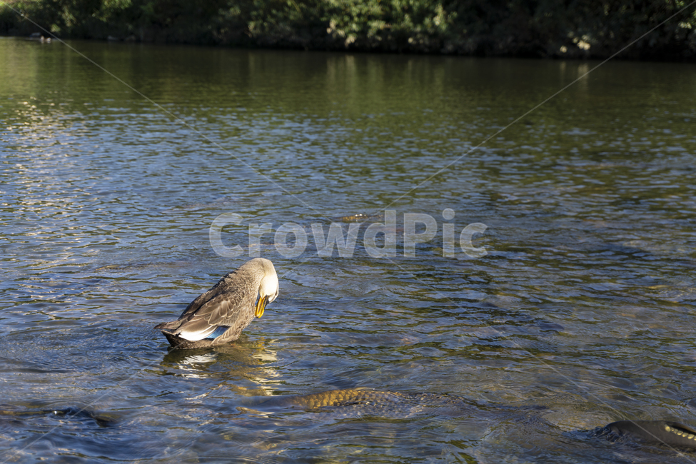 bird,새,animal,동물,오리,하천,물,river,동물,animal,조류,새,birds