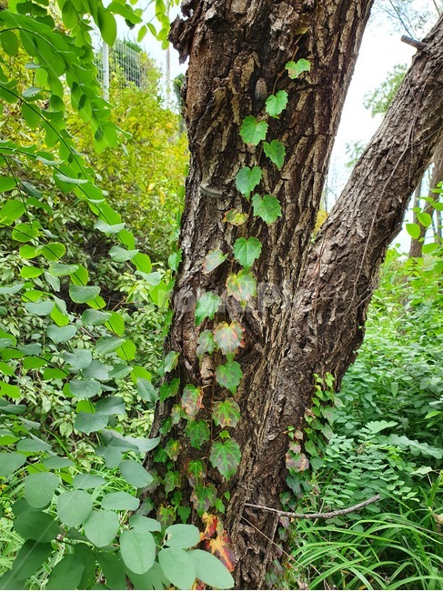 숲,덩굴쟁이,나무,잎,식물,plant,식물,자연,plants,nature