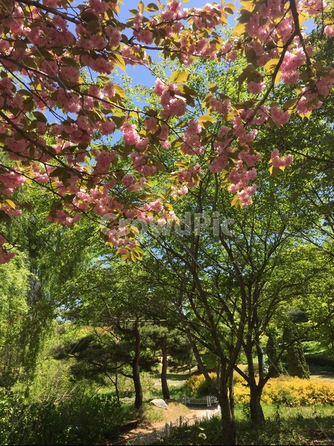 겹벚꽃,나무,숲,자연풍경,햇살,나뭇잎,flowers,tree,leafs,nature,sunnyday