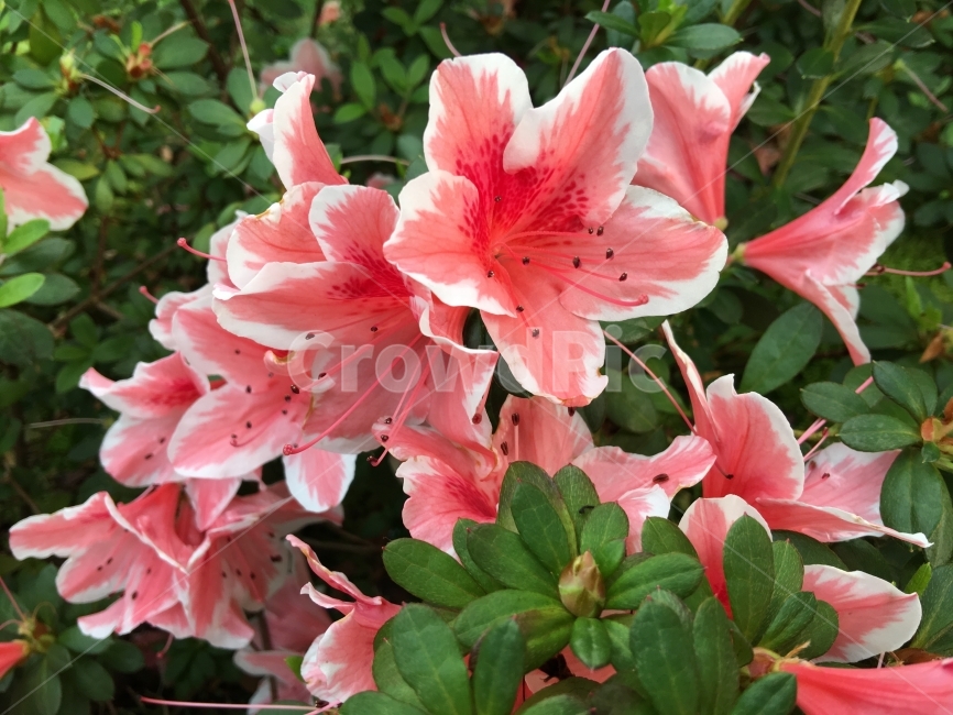 진달래,꽃,분홍꽃,풀,식물,자연,식물,자연,plants,nature,꽃,flower