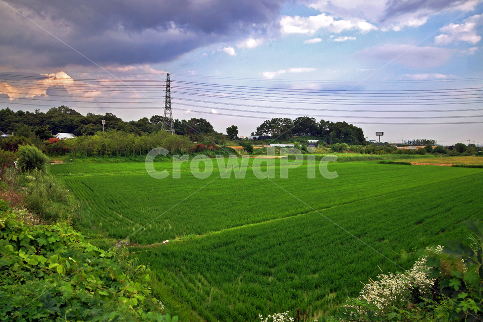 논,시골,전원,송전탑,신록,계절,농사,자연,풍경,nature,landscape