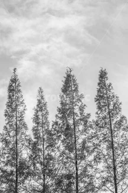 나무,흑백,풍경,가을,가을풍경,식물,자연,plants,nature,나무,trees,wood,흑백,모노톤,monochrome,black and white