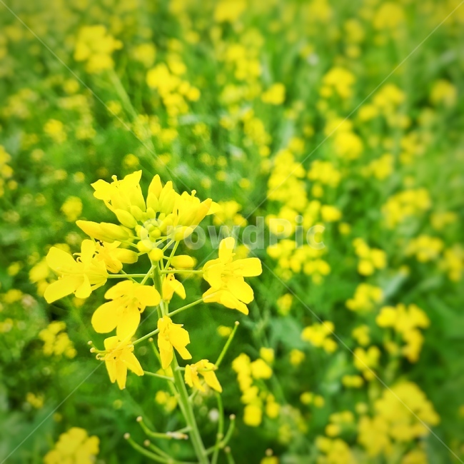 유채꽃,봄꽃,노란꽃,유채,flower