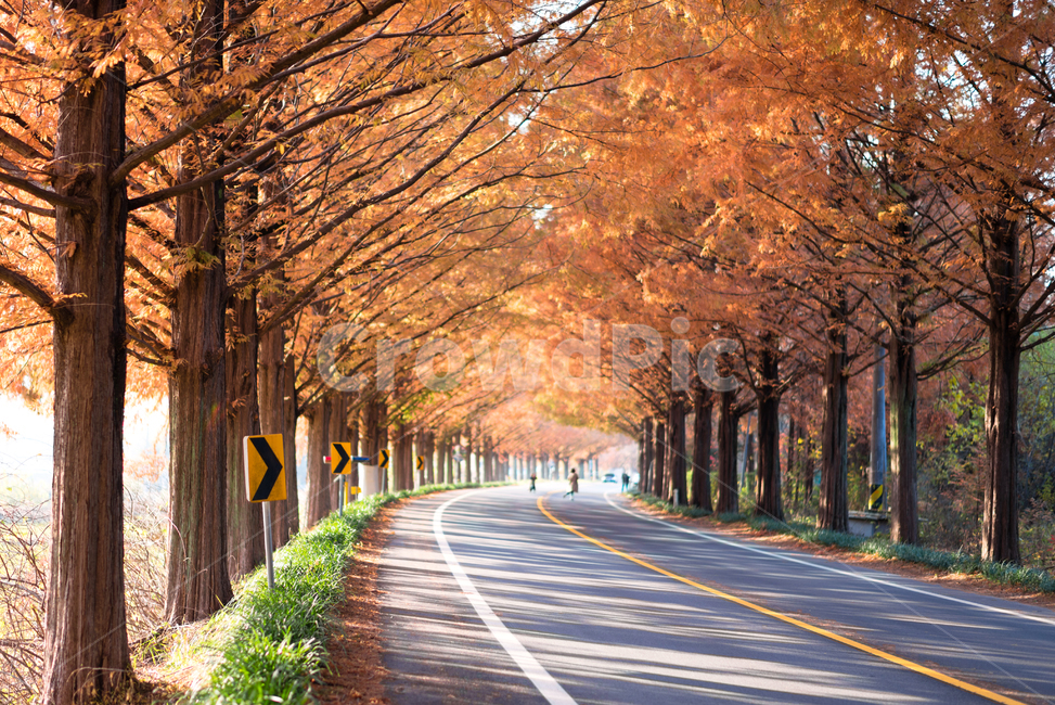 가을,담양,메타세콰이어,단풍,풍경,배경화면,오후빛,가을,계절,fall,autumn,season,자연,풍경,nature,landscape,tree,나무,plant,식물,road,도로,asphalt,아스팔트