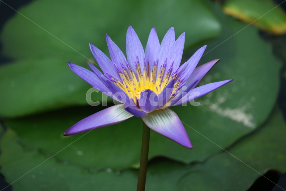 수련,수련꽃,연,waterlily,flower
