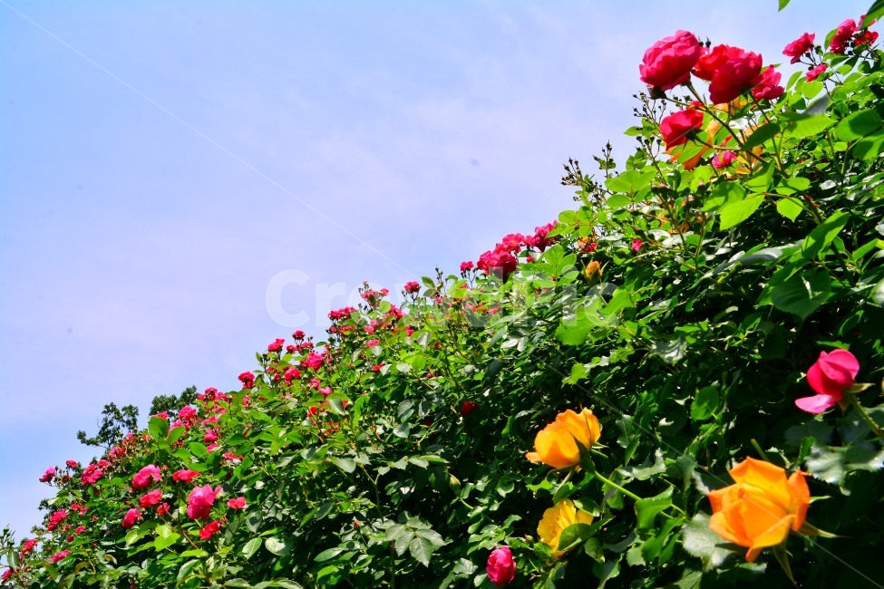 장미,로즈,ROSE,우아한,화려한,향기,향수,화장품,코스메틱,봄꽃,식물,시안,광고,홍보,편집,sns,ebook,배경,화초,초록,녹색,green,5월의여왕,가시,엘레강스,장미원,장미축제,정원,가든,앞뜰,화단,공원,FLOWERS,GREEN,잡지,출판,마케팅,전단,축제,나들이,5월,꽃잎,꽃송이,나무꽃,SPRING,PARK,넝쿨장미,노랑장미,하늘,구름,식물,자연,plants,nature,꽃,flower