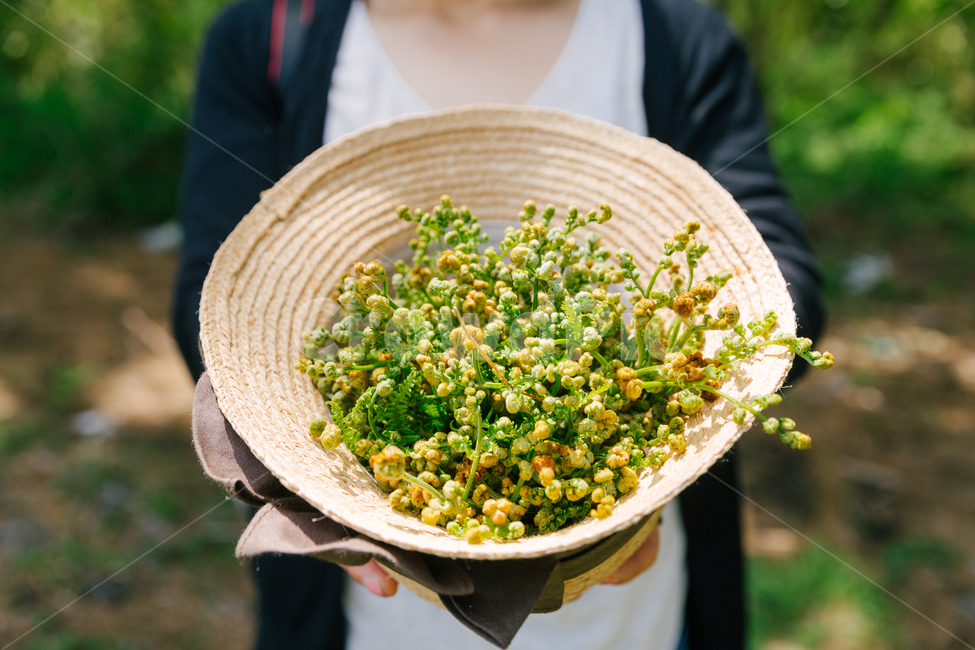 고사리,식물,plant,작물,모자,제주도,봄,계절,spring,season