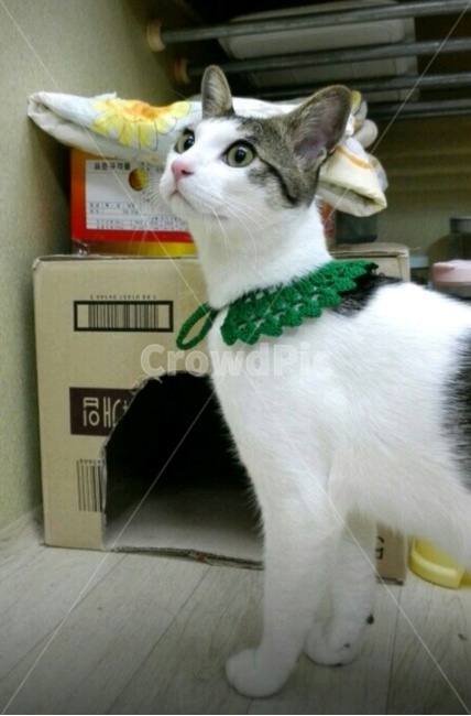 고양이,귀여운고양이,고양이목걸이,고양이눈,집고양이