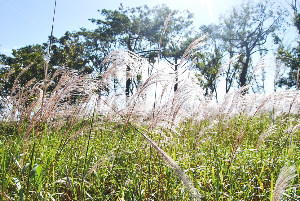 갈대,plant,식물,빛,자연,식물,자연,plants,nature