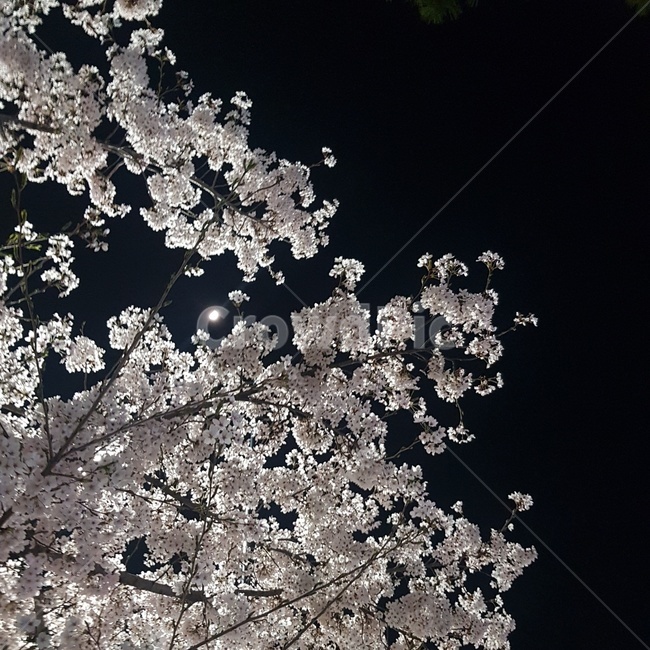 벚꽃,야경,화려함,감성,봄