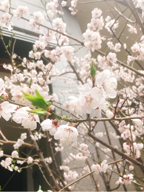 벚꽃,봄,봄꽃,꽃,감성