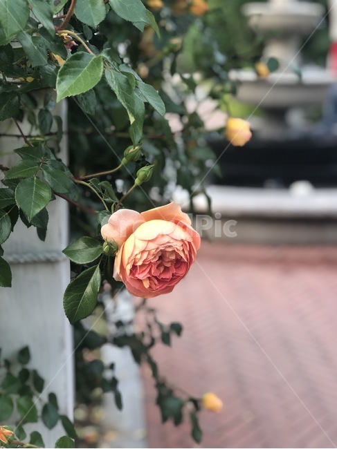 자연,장미,분홍장미,장미축제,고독