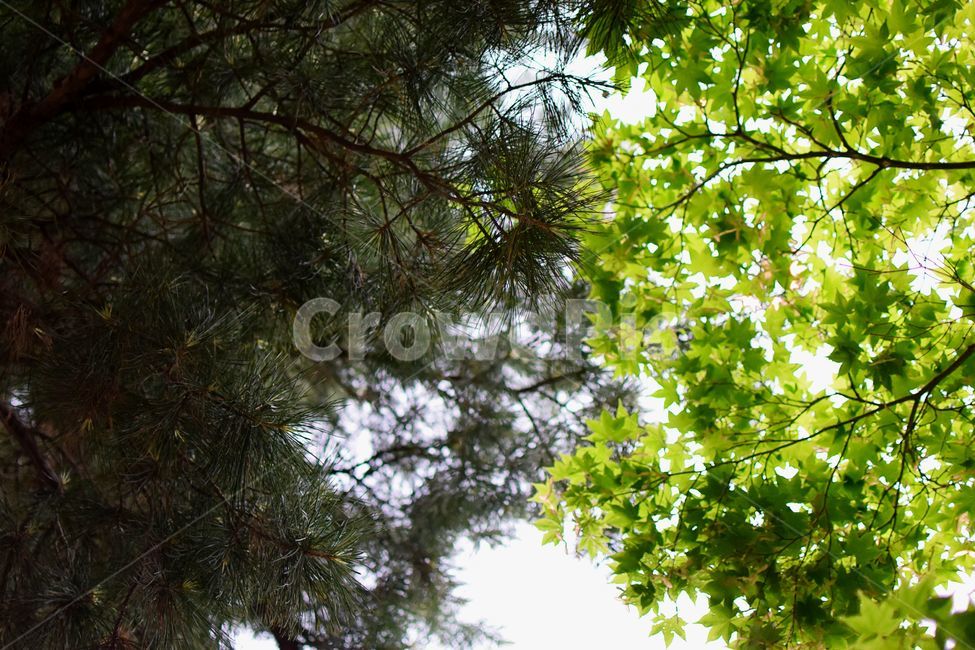 반반,봄,여름,단풍,mix,식물,자연,plants,nature