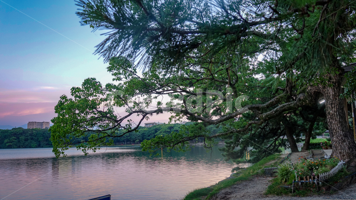 오호리공원,후쿠오카,공원,노을,일몰,풍경,핑크빛노을,호수,park,오호리코엔,fukuoka,감성,자연,나무,다리,outdoors,옥외,plant,식물,tree