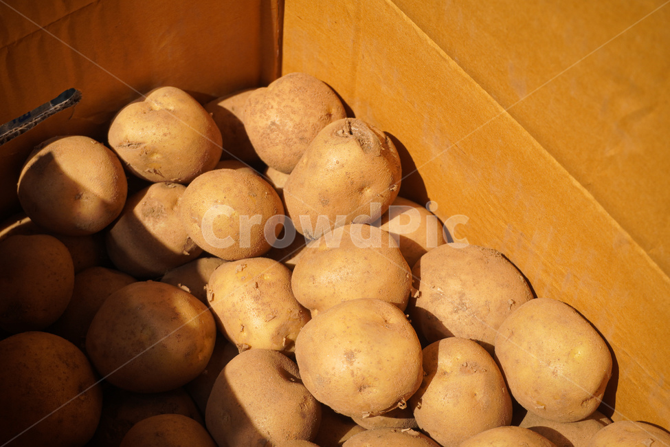 감자,potato,채소,햇감자,감자요리,야채,식재료,vegetable,생감자,음식,요리,농사