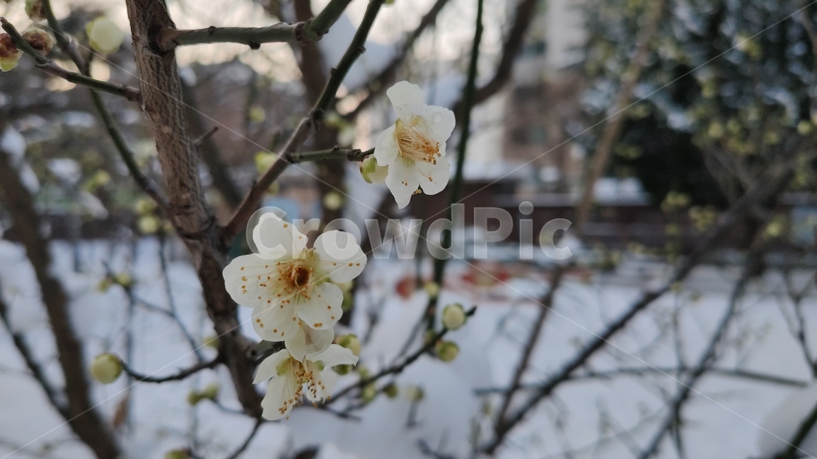 청매화,매화나무,매실나무,매화,매화꽃,봄꽃,장미과,plant,식물,flower,blossom,꽃,식물,자연,plants,nature,꽃,flower