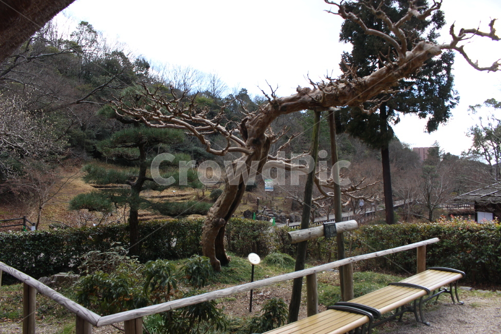 소나무,조경,고즈넉,나고야,나무,자연,풍경,nature,landscape,나무,trees,wood,garden,정원,outdoors,옥외,arbour,정자,bench,벤치