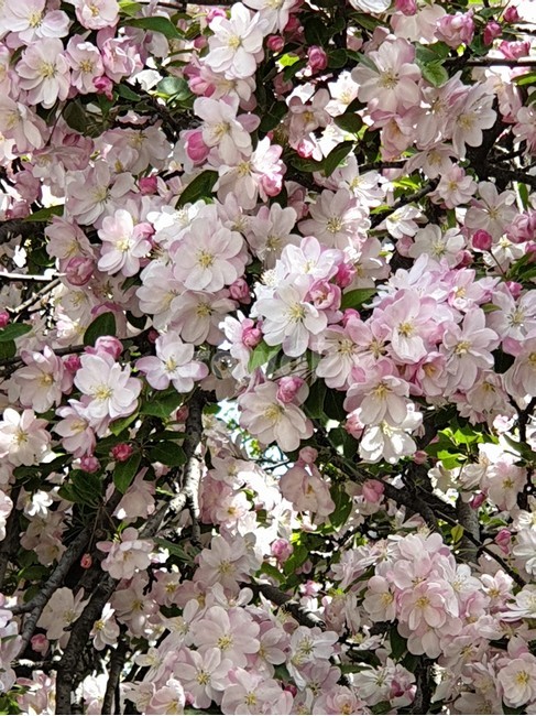 서부해당화,연분홍꽃나무,봄꽃나무,장미과나무,수사해당화,꽃아그배나무,할리아나꽃사과