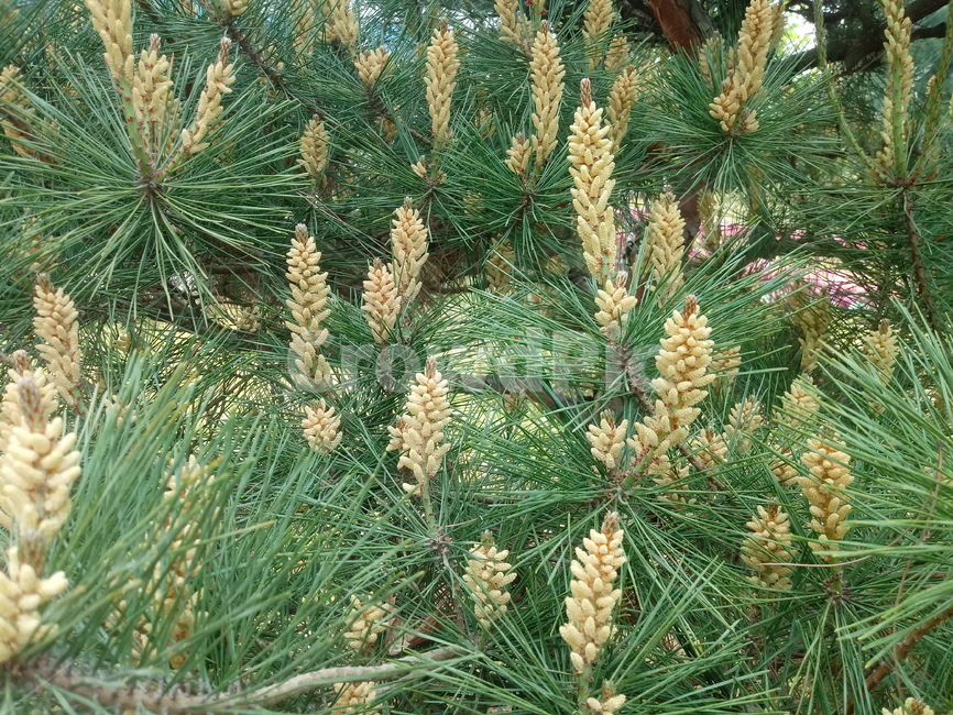 송모,송침,상록침엽교목,양지식물,식물,소나무,송화,식물,자연,plants,nature,꽃,flower