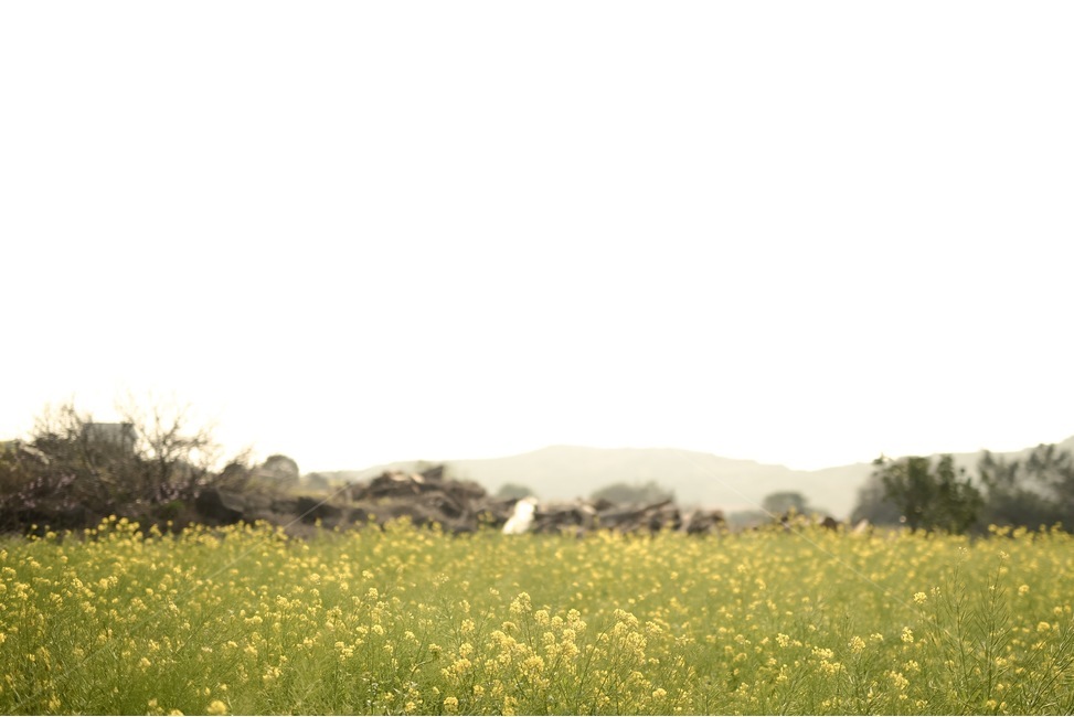 유채꽃,제주도,산방산,풍경,꽃,노란색,봄,계절,spring,season,자연,풍경,nature,landscape