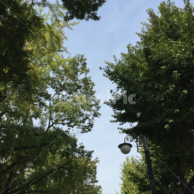 초록나무,꽃,봄나들이,산책로,여름,자연,풍경,nature,landscape,tree,나무,plant,식물