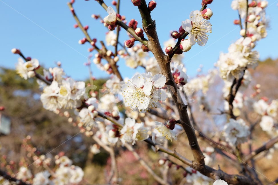 plant,식물,blossom,flower,꽃,매화,매실나무,매화나무,식물,자연,plants,nature,꽃,flower