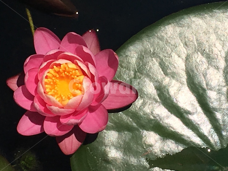 꽃,연꽃,연못,연잎,식물,식물,자연,plants,nature,꽃,flower