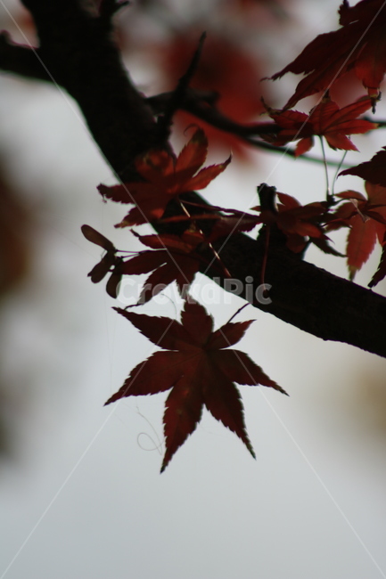 가을,leaf,잎,plant,식물,tree,나무,maple,단풍,mapleleaf,단풍잎,가을,계절,fall,autumn,season,maple leaf