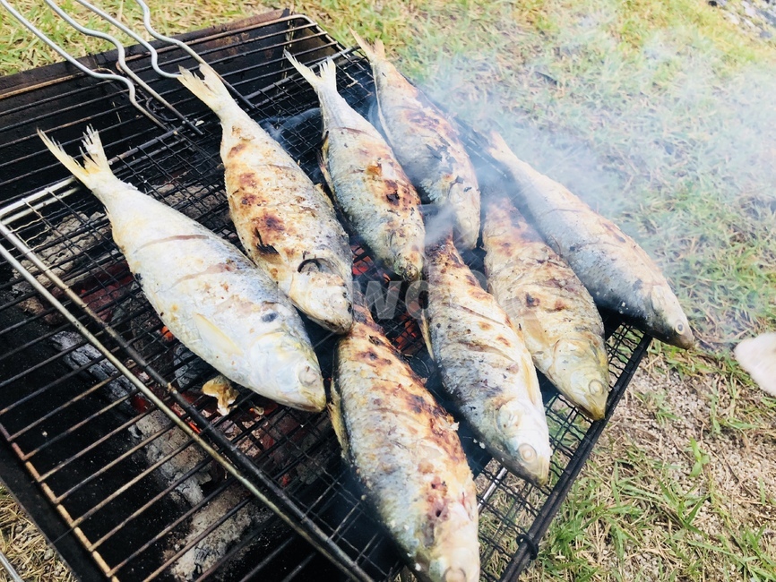 전어구이,생선,술안주,전어,생선구이,바베큐,잔디,캠핑,야영,숯불,물고기,음식,식재료,요리,food,cook,meal,dishes,food reserves,수산물,해산물,fishery products,seafood