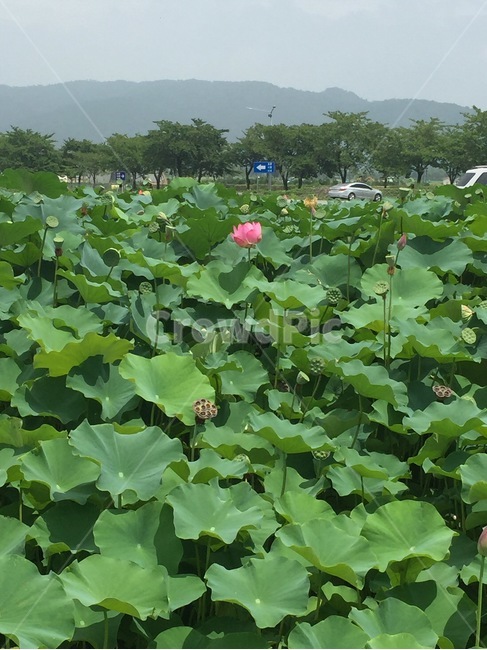 연꽃,잎,초록,여름,경주,무더운