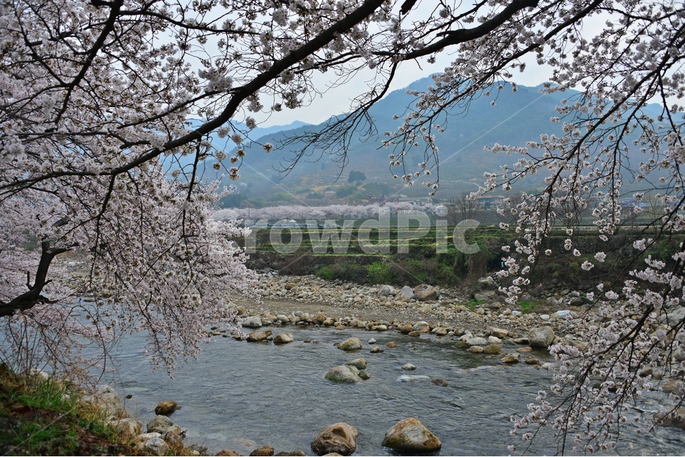 nature,자연,weather,날씨,outdoors,옥외,plant,식물,경치,경관,풍경,경남,하동,섬진강변,벚꽃길,화개십리벚꽃길,봄,계절