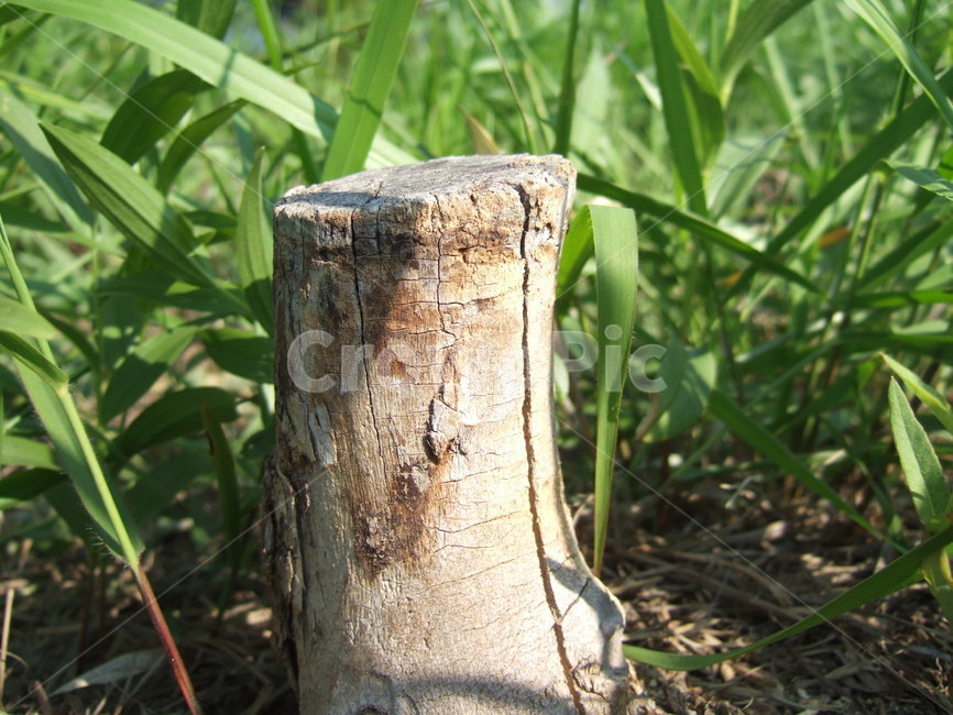 treestump,그루터기,나무,자연,식물,숲,초목,식물,자연,plants,nature,나무,trees,wood