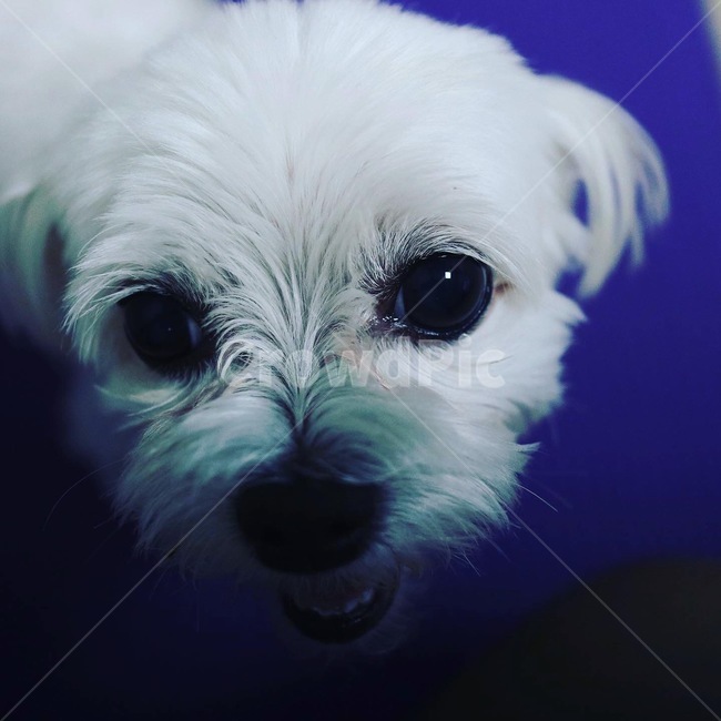 개,dog,pet,애완동물,동물,animal,동물,animal,포유류,mammal,개,강아지,dog,doggy