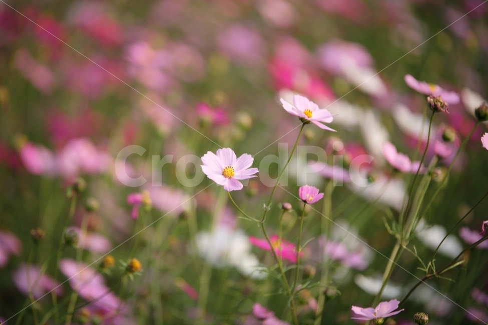 코스모스,감성,사랑,꽃,분홍,가을,연애,배경,ppt,식물,자연,plants,nature,가을,계절,fall,autumn,season,꽃,flower,blossom,anemone,아네모네,plant,petal,꽃잎,geranium,제라늄