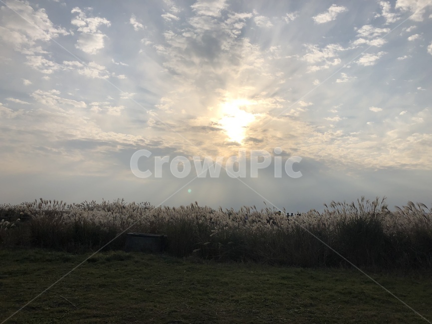 하늘,잔디,들판,구름,태양,날씨,자연,제주도,갈대